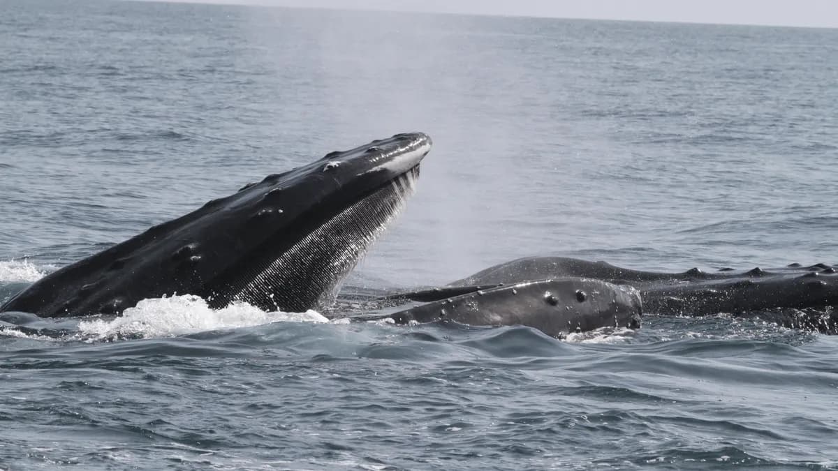 Las ballenas jorobadas del mar Arábigo podrían ser una subespecie propia