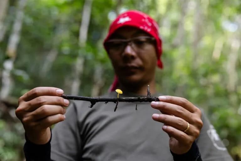 Estrategia global para la conservación de los hongos