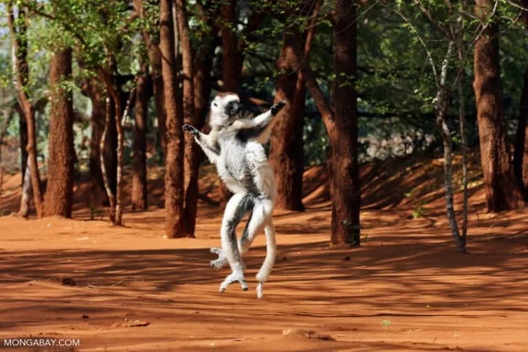 Día Mundial del Lemur: Cómo proteger los hogares forestales de estos primates