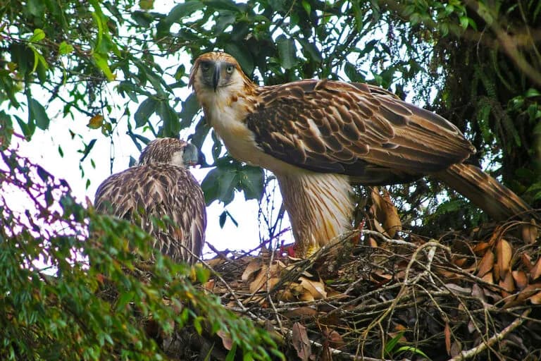 Estudio sobre el hábitat del águila filipina revela riesgos de minería y prioridades de conservación