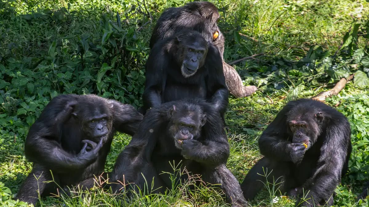 Los chimpancés roban menos a sus amigos
