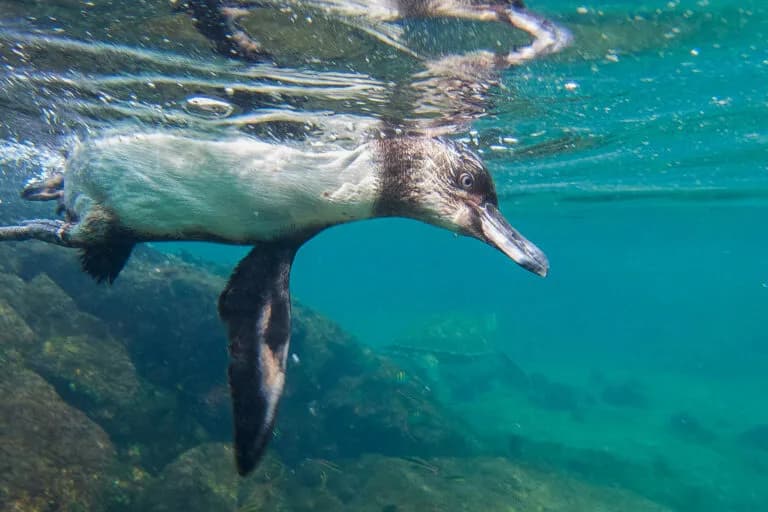 El océano global alcanza temperaturas récord durante 100 días