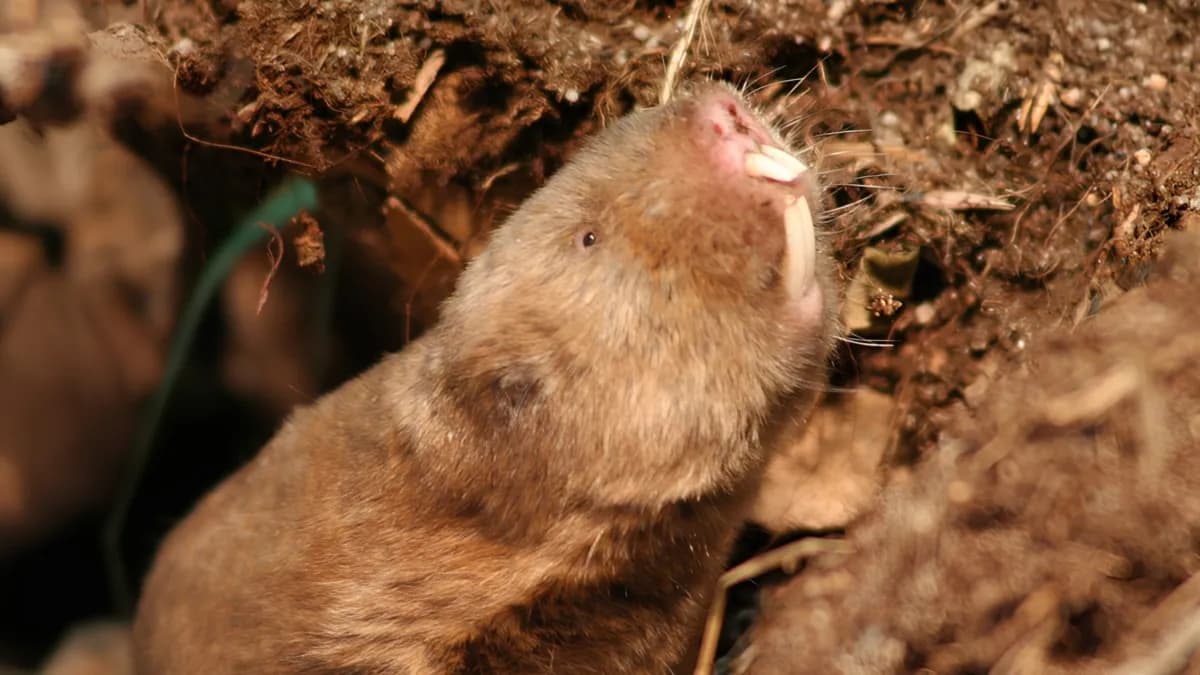 Las ratas topo sienten estrés cuando desaparece el campo magnético terrestre, sugiere un estudio