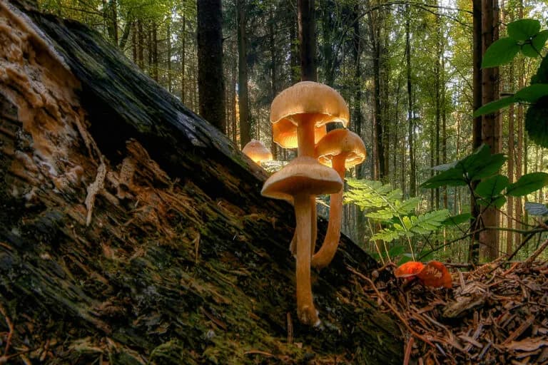 El futuro de la conservación: ¿cuánto queda de la naturaleza?