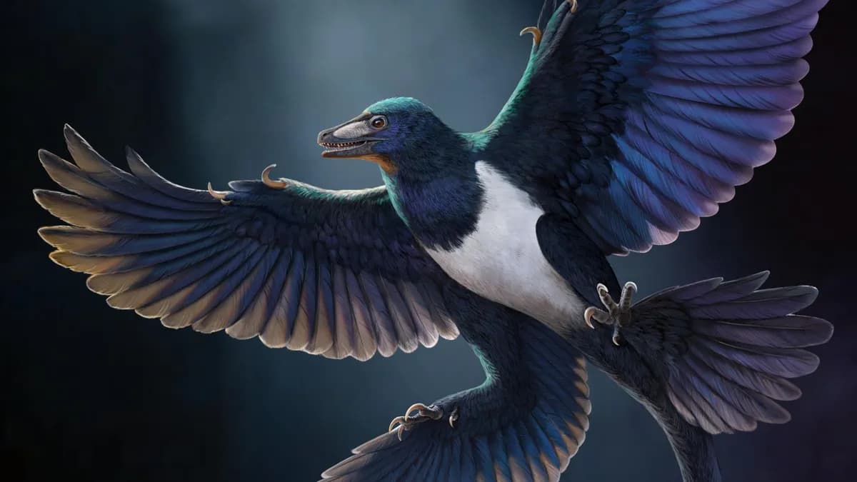 Descubrimiento de un dinosaurio emplumado en China aporta evidencias sobre la evolución del vuelo
