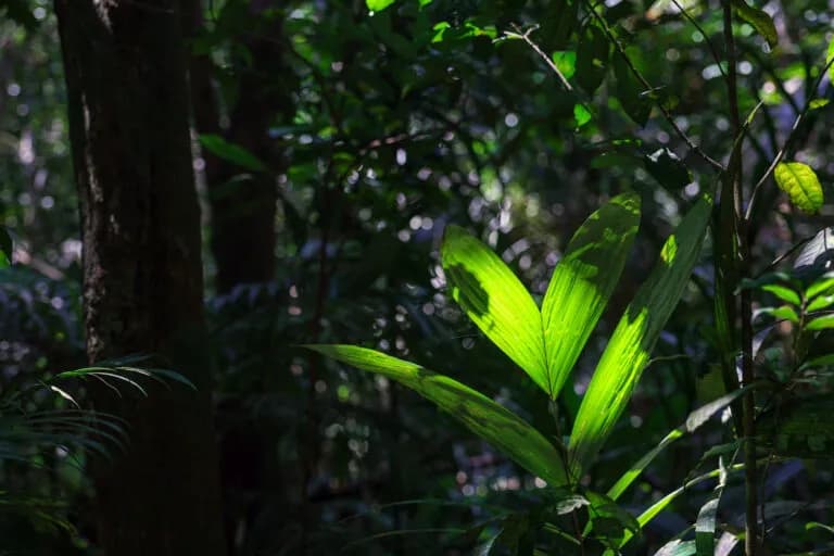 El valor de los medicamentos no descubiertos en el Amazonas asciende a 215.000 millones de dólares