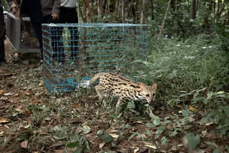 Preparación de gatos leopardo rescatados en Tailandia para su vida salvaje