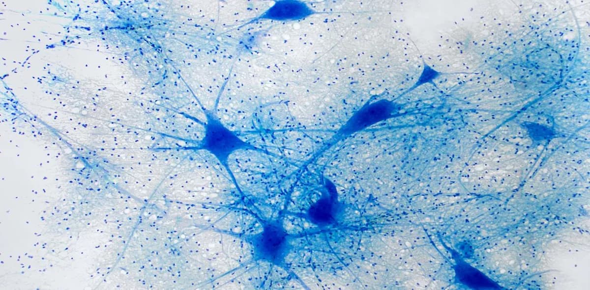 La revolución de la optogenética en la neurociencia