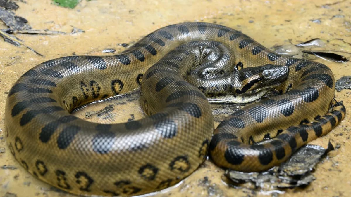 Descubren nueva especie de anaconda gigante en la Amazonía durante un rodaje con Will Smith