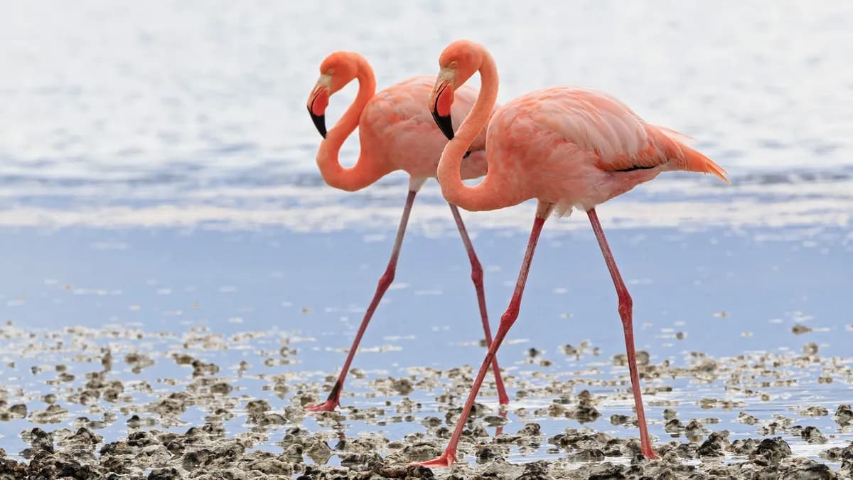 El papel de los carotenoides en el colorido de los animales