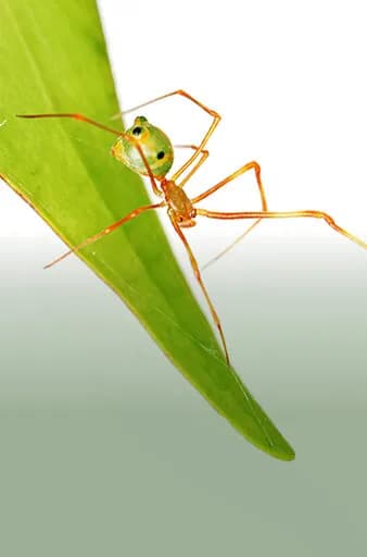 Una nueva araña australiana utiliza trampas para atrapar hormigas