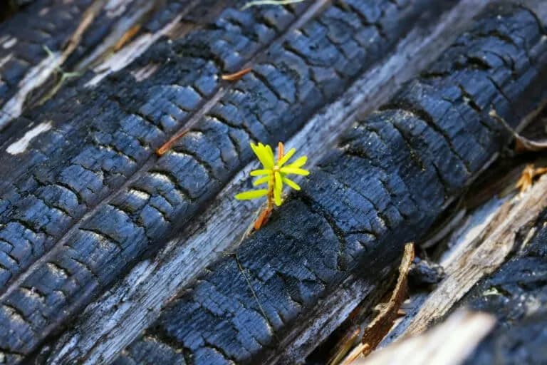 Investigación canadiense sobre la vida tras los incendios forestales