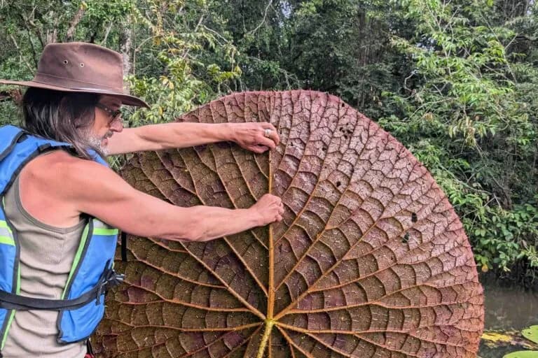 Descubren una nueva especie de lirio de agua gigante en Colombia