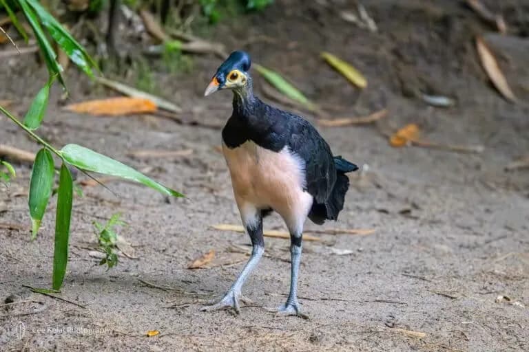 El tráfico de aves amenaza a los maleos en Indonesia