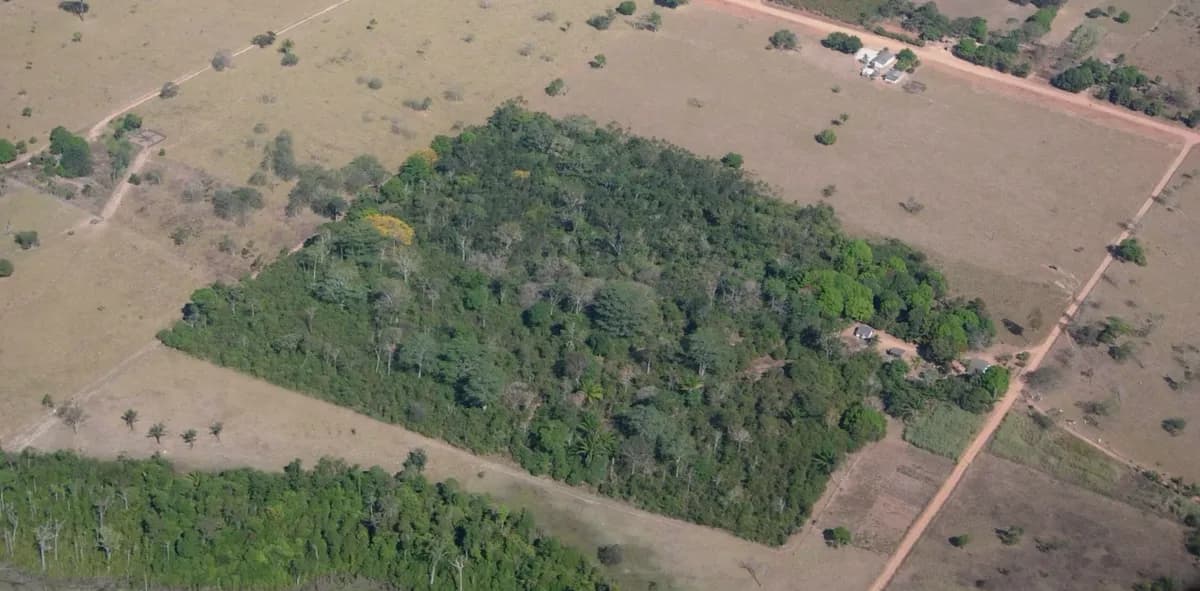 Los bosques fragmentados pueden ser refugios para más aves si están rodeados de vegetación