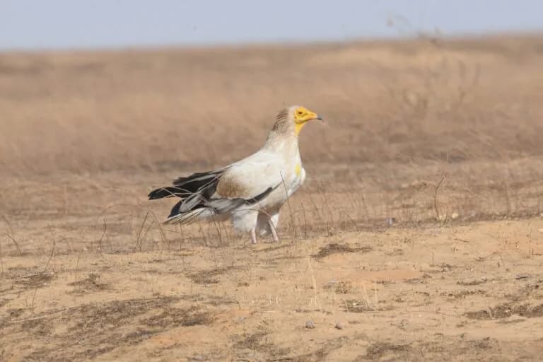 Proyecto de conservación de buitres en Chad para combatir su caza ilegal y envenenamiento