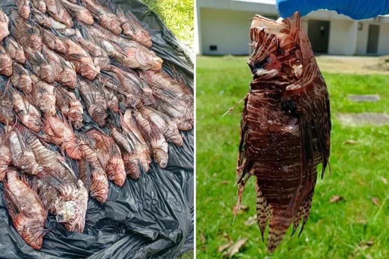 Los pescadores de Brasil luchan contra la invasión del pez león