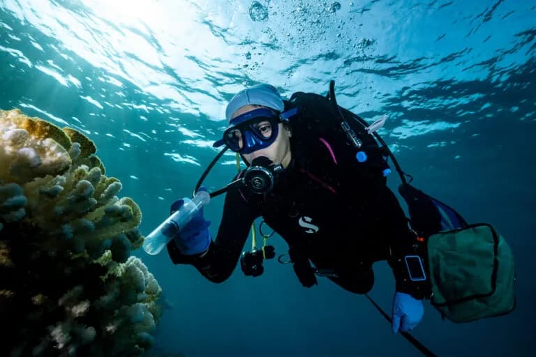 Los probióticos previenen el blanqueamiento de corales durante una ola de calor en el Mar Rojo