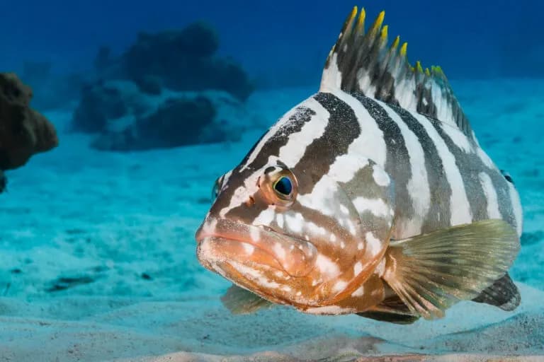 Belice busca proteger el 30% de sus océanos con nuevas áreas marinas