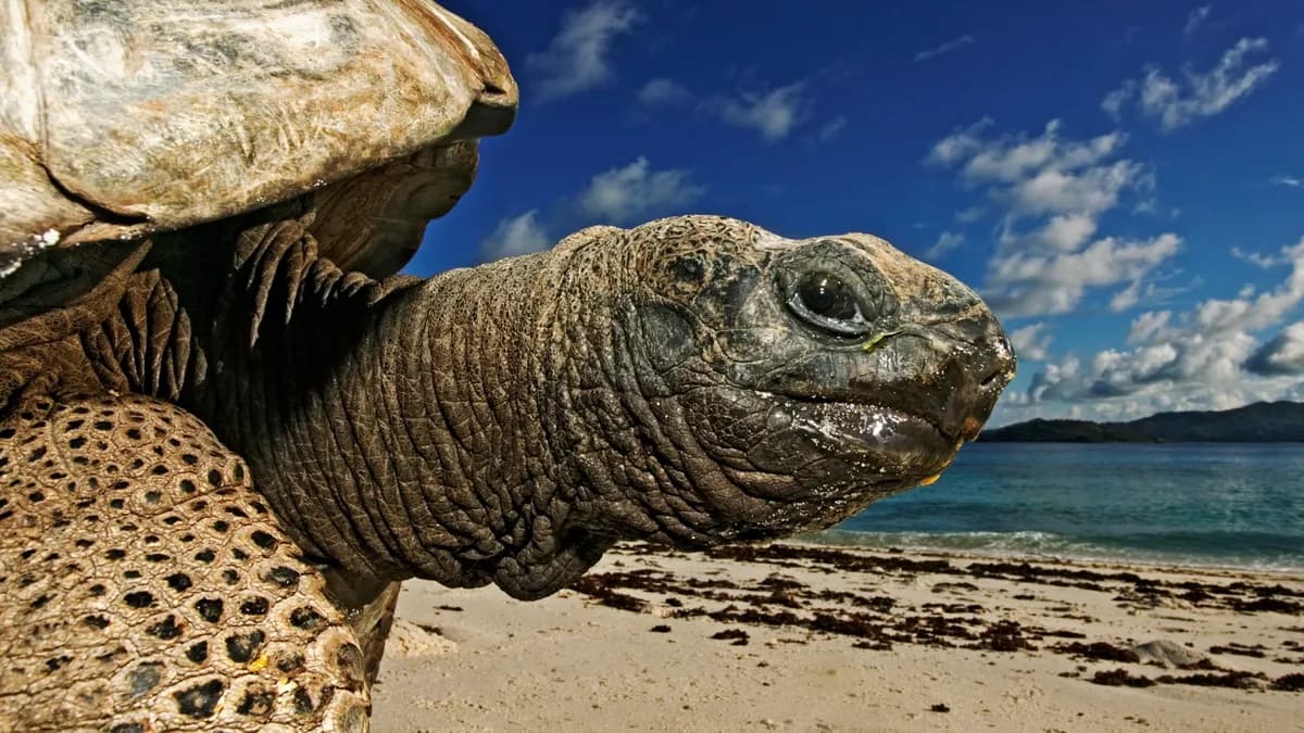 Las tortugas gigantes de Aldabra superan en número a los humanos en Seychelles