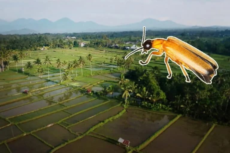 Un plan para salvar a las luciérnagas perdidas de Bali