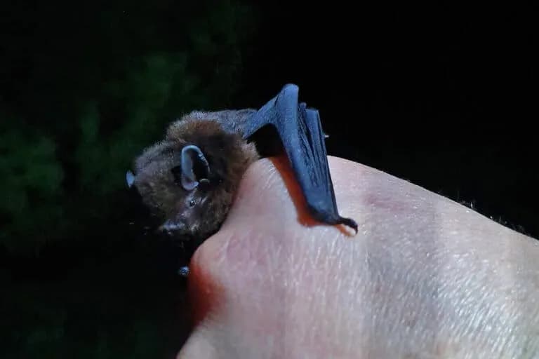 Semana del Murciélago: Celebrando a estos mamíferos ecológicamente importantes