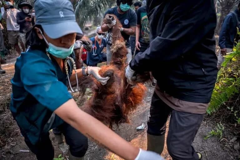 La lucha por proteger a los orangutanes de Borneo ante los incendios provocados por El Niño