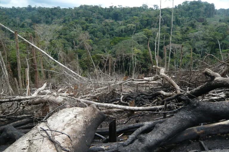 Angola protege Serra do Pingano ante la rápida pérdida de bosques