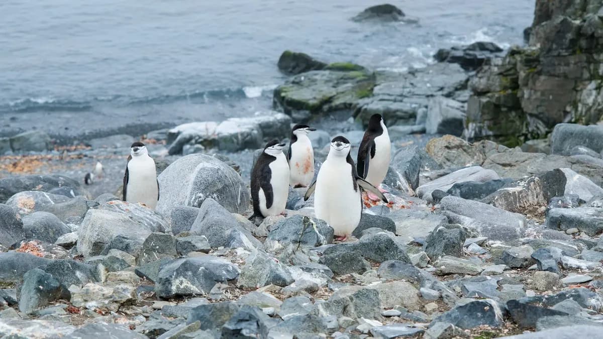 Los pingüinos de la Antártida y su sorprendente emisión de metano