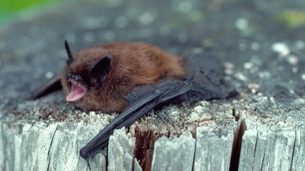 Las madres murciélago aceleran su ritmo cardíaco al oír a sus crías