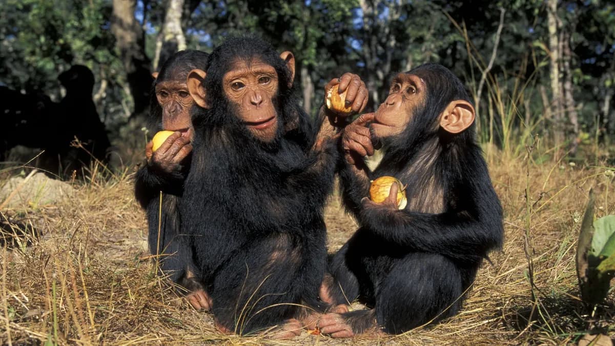 Un virus antiguo podría explicar la evolución cerebral distinta entre humanos y chimpancés