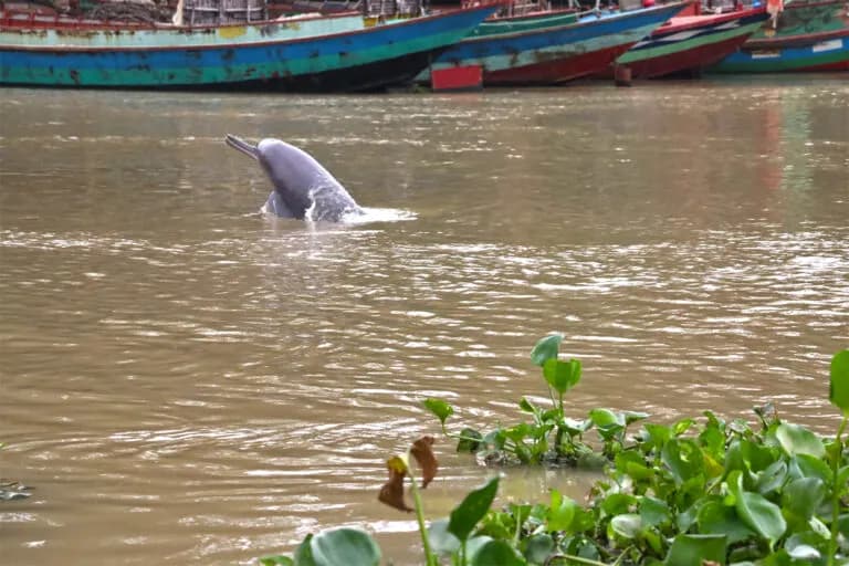 Delfines en peligro de extinción sobreviven en el contaminado río Buriganga de Bangladesh