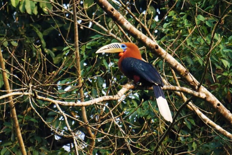 Un estudio revela la historia genética y el futuro de cuatro especies de hornbills asiáticos