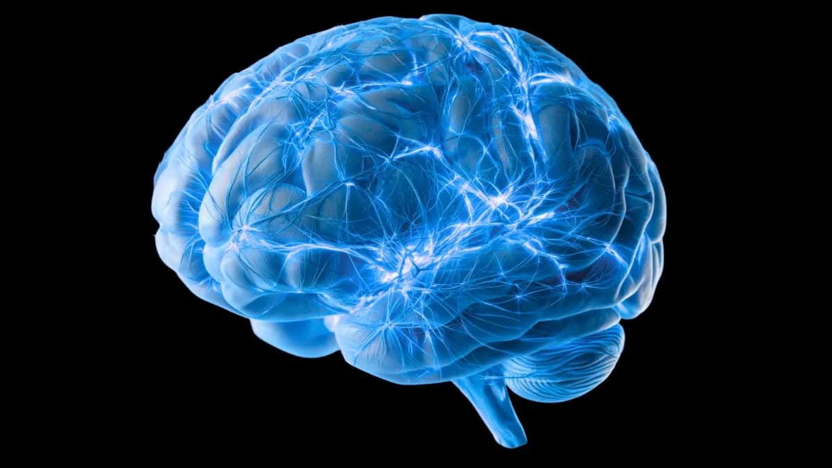 Descubren una red de canales en el cerebro que podría ayudar a eliminar proteínas tóxicas de Alzheimer