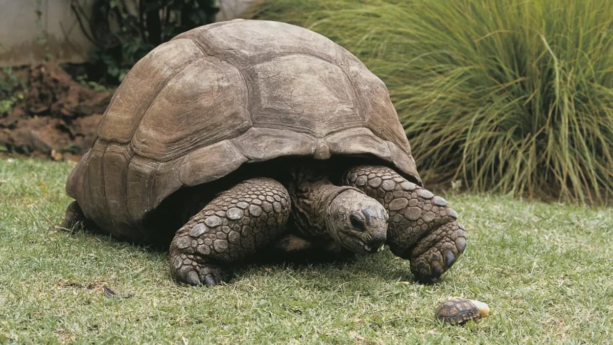 El secreto de la longevidad de Jonathan, la tortuga de 194 años