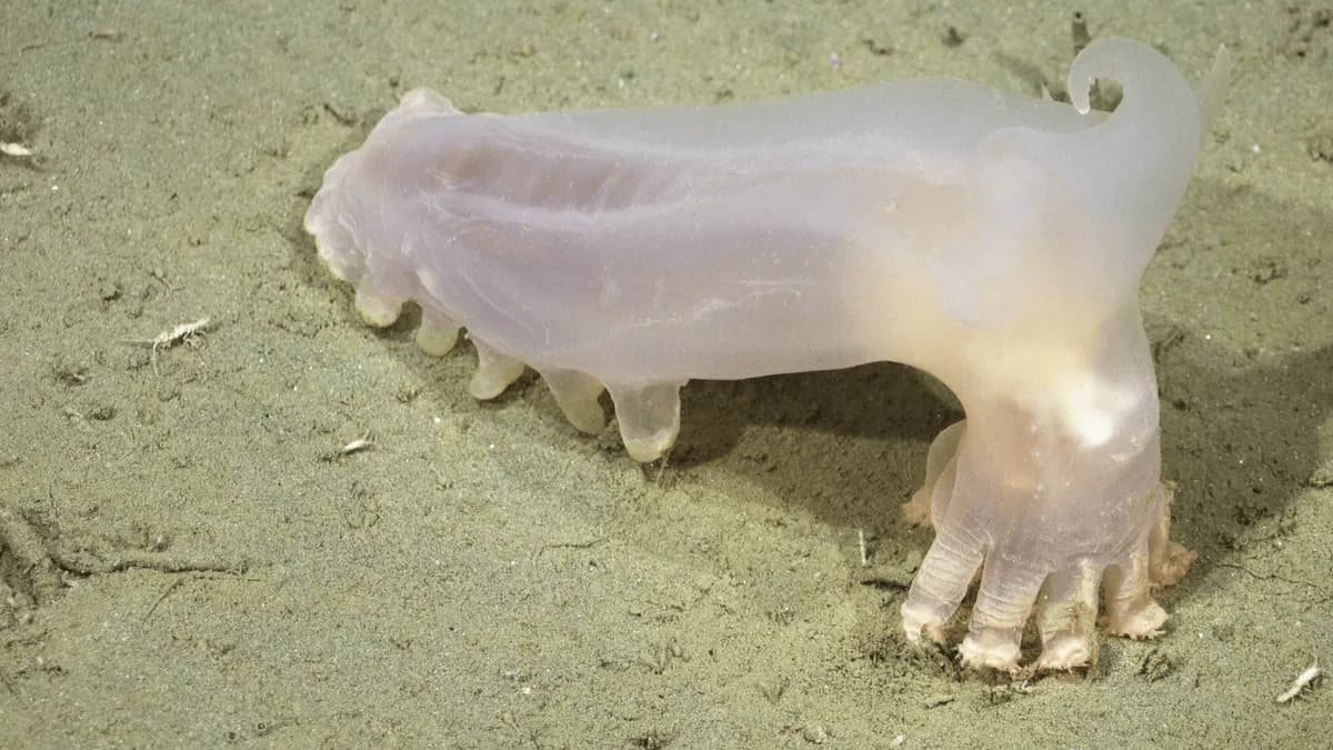 Descubrimiento de 57 nuevas especies marinas en un cañón submarino cerca de Argentina