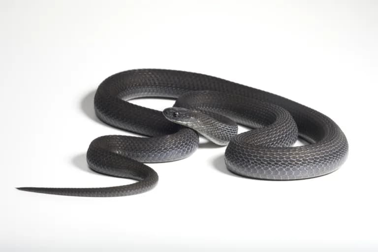 Descubren una nueva especie de serpiente comedor de huevos en Etiopía