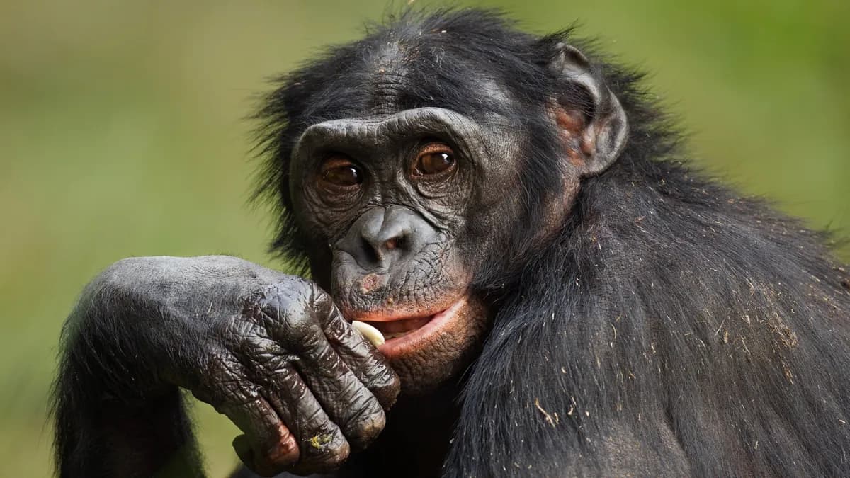 La comunicación de primates podría seguir patrones gramaticales similares a los humanos