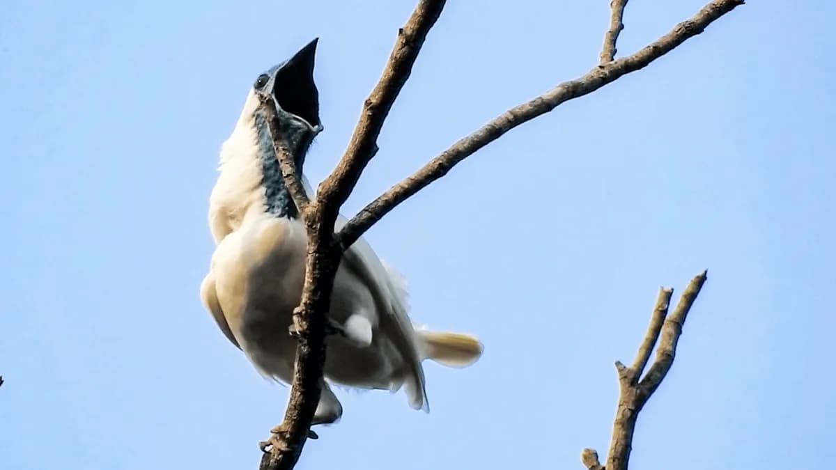 Los pájaros más ruidosos del mundo superan los 120 decibelios