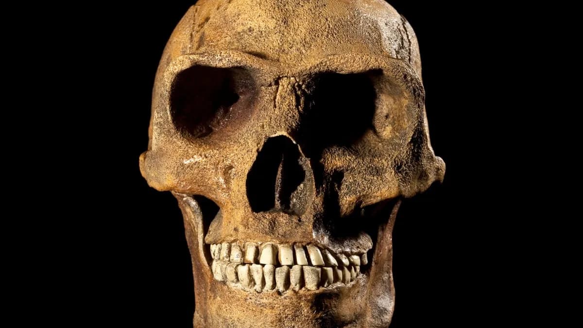 Un nuevo fósil confirma que un ancestro humano apareció 200.000 años antes de lo esperado