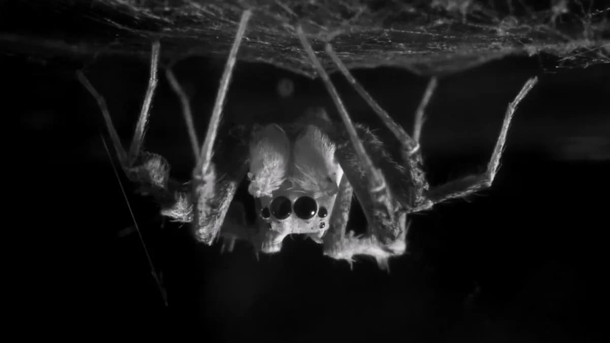 Las arañas pueden acumular deuda de sueño REM y podrían soñar como los humanos