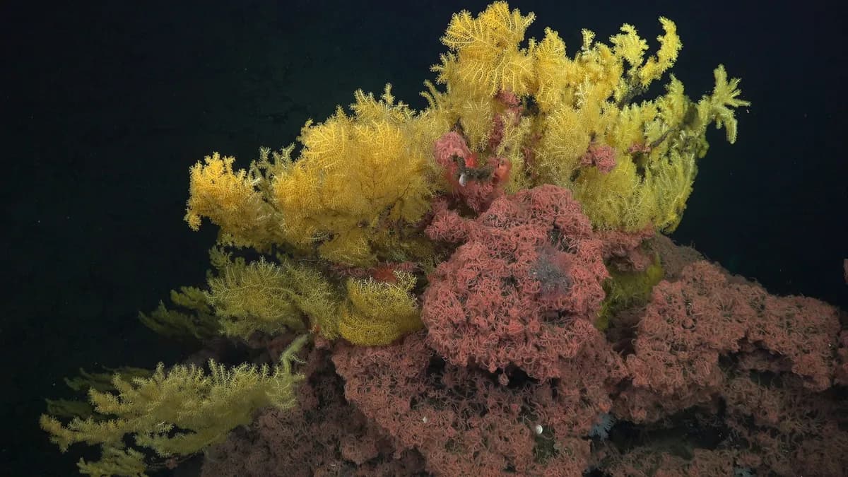Descubren un nuevo tipo de coral dorado en el océano Pacífico