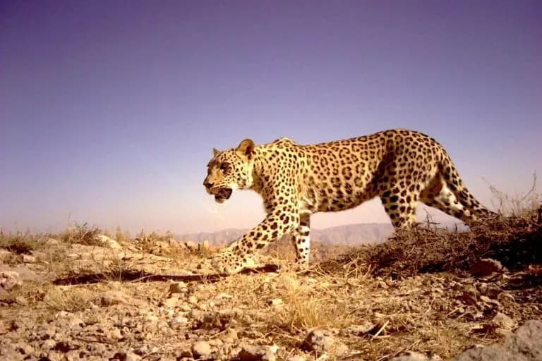 Los leopardos persas sobreviven en el Cáucaso a pesar de las minas terrestres