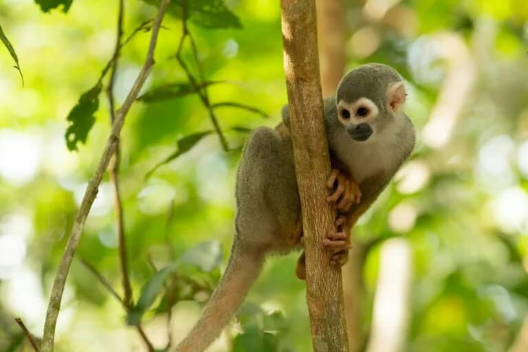 Industrias extractivas amenazan la meta global de proteger el 30% de la naturaleza para 2030