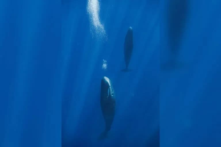 Las ballenas esperma utilizan burbujas para mantenerse a flote mientras descansan