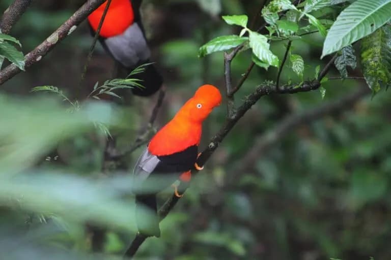 Casi el 90% de los países adoptan objetivos de biodiversidad, pero la mayoría están rezagados