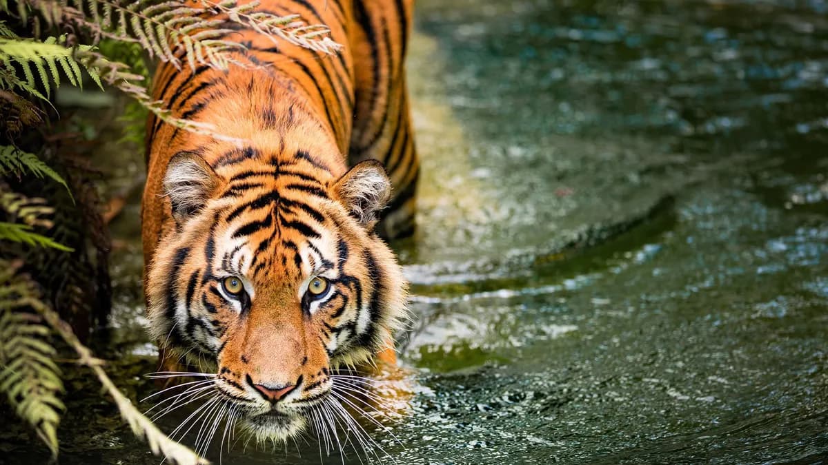 Comportamientos raros de tigres capturados en cámara desafían nuestras creencias