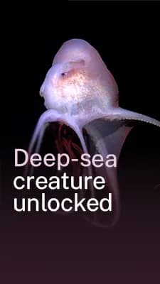 Descubrimiento de nuevas especies en las profundidades marinas