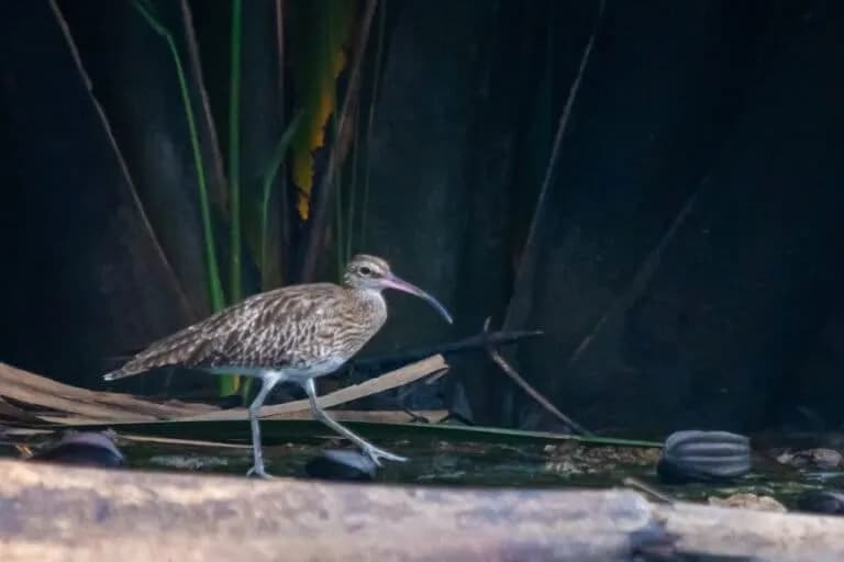 La erosión costera amenaza el hábitat de aves migratorias en Nigeria