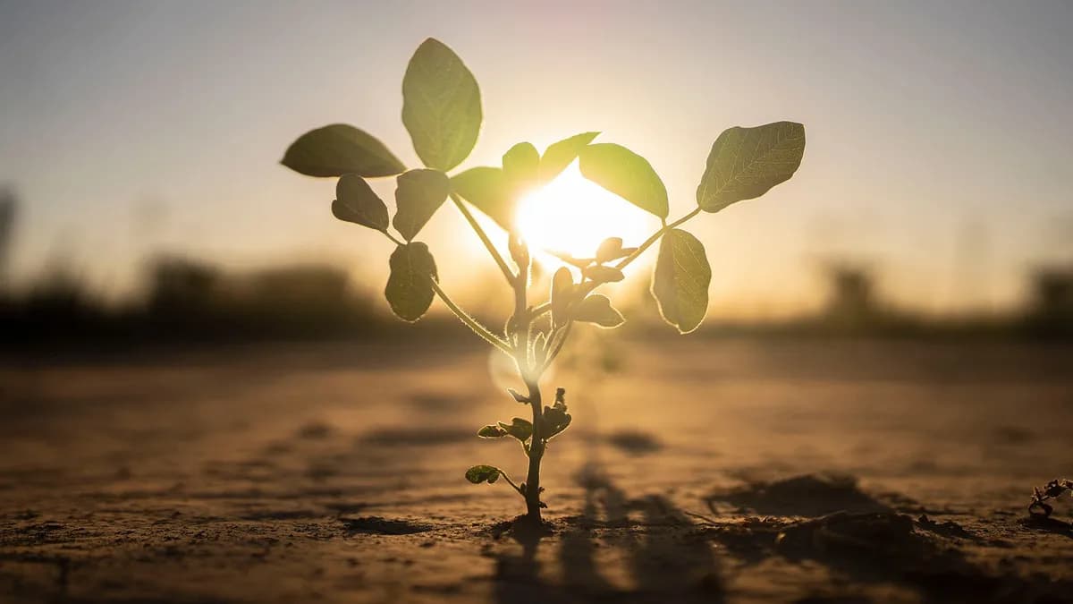 La resistencia de las plantas frente al cambio climático